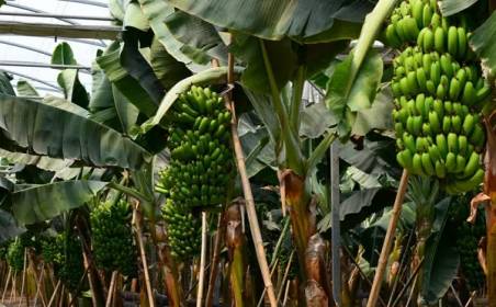 森奧國(guó)際物流為國(guó)外種植園水果進(jìn)口效率加速